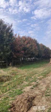 20公分美国红橡树