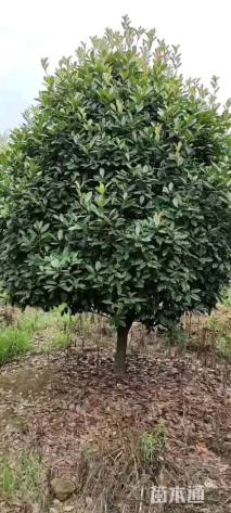 10公分红叶石楠