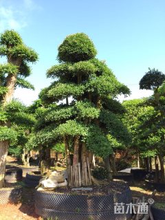 40公分造型椤木石楠