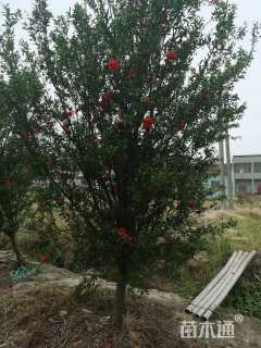 高度350厘米石榴