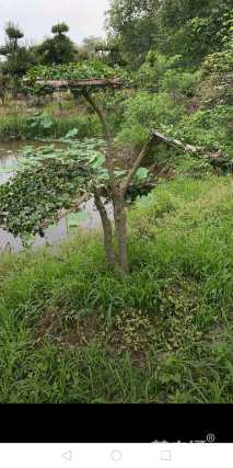 12公分造型冬青