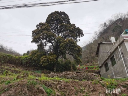 650公分红叶石楠