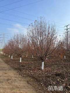 15公分绚丽海棠