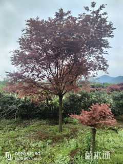 15公分日本红枫