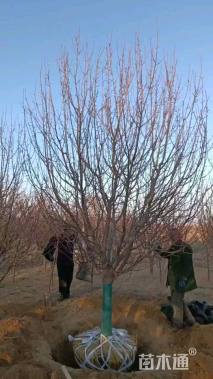 16公分八棱海棠