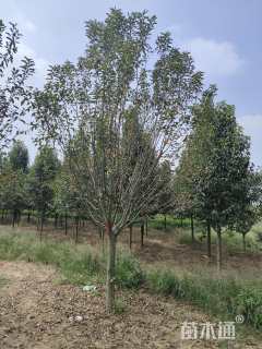 13公分西府海棠