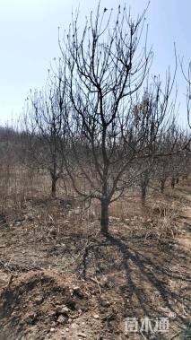 14公分八棱海棠