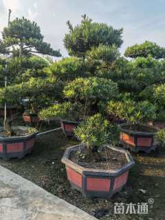 移栽苗造型罗汉松