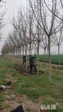 15公分金叶复叶槭