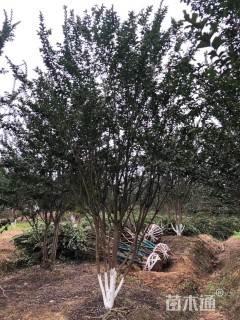 高度480厘米丛生紫薇