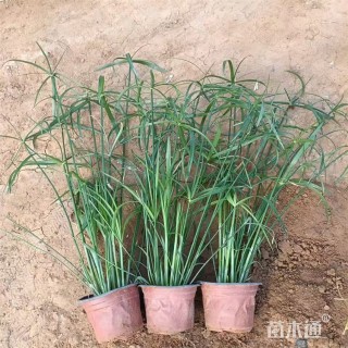 高度60厘米旱伞草