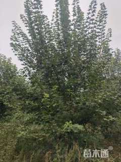 高度500厘米丛生五角枫