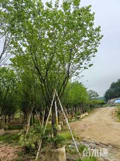 8公分福建山樱花