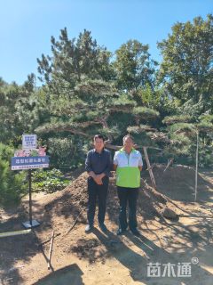 高度250厘米黑松