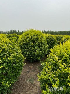 冠幅70厘米金叶女贞球