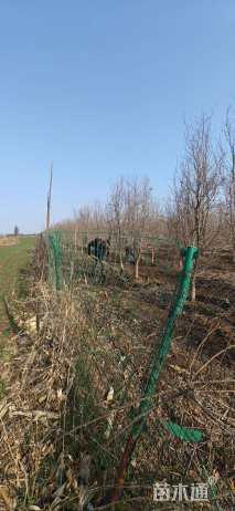 高度300厘米突尼斯软籽石榴