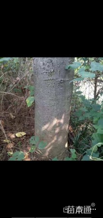 50公分红皮皂角