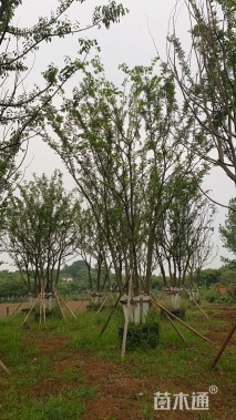 50公分(5杆)丛生朴树