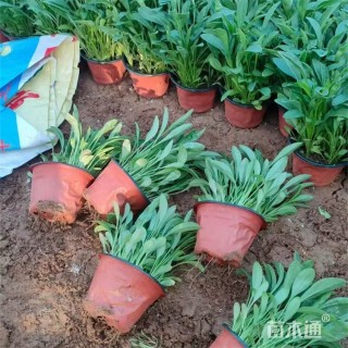 高度30厘米剑叶金鸡菊