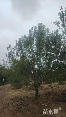 12公分青叶碧桃