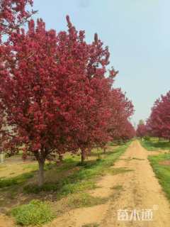 20公分绚丽海棠