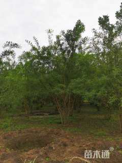 高度700厘米丛生国槐