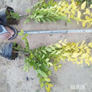 高度50厘米金叶榆小苗