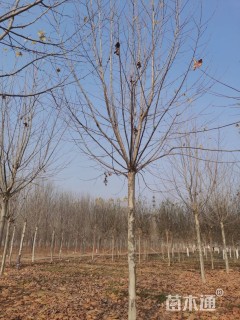 14公分速生法桐