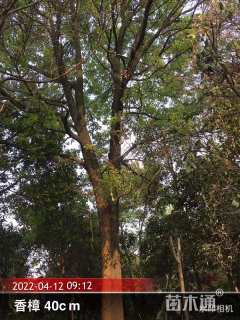 30公分香樟