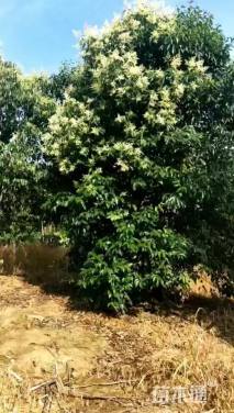 高度550厘米丛生大叶女贞