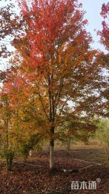 14公分美国红枫