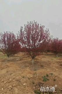 高度300厘米冬红果海棠