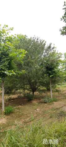 18公分绚丽海棠