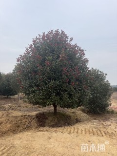 15公分红叶石楠