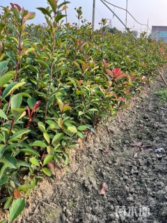 0.4公分红叶石楠