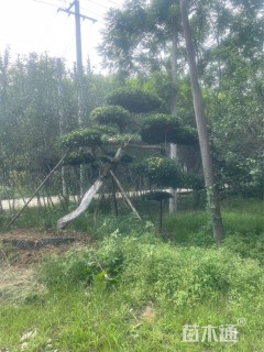 高度350厘米大叶黄杨