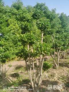 高度200厘米卫矛