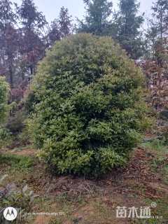 高度300厘米丛生桂花