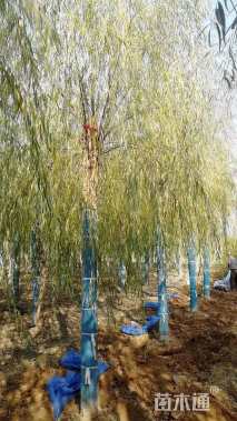 17公分嫁接垂柳