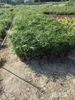 高度30厘米旱伞草