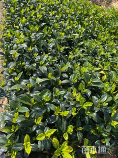 高度20厘米大叶栀子