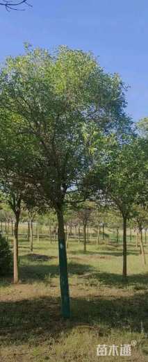 20公分大叶女贞