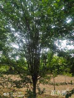 12公分西府海棠