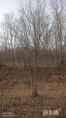 高度700厘米丛生三角枫