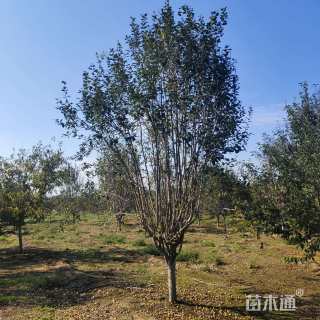 12公分西府海棠