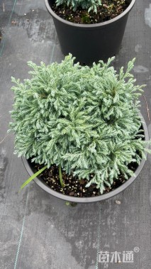 高度40厘米蓝色波尔瓦