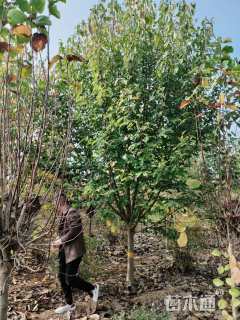 13公分二乔玉兰