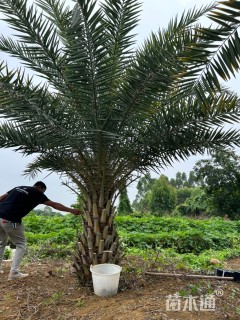 裸干高100厘米中东海枣