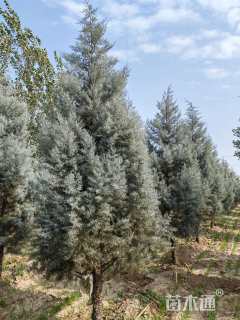 高度500厘米蓝冰柏