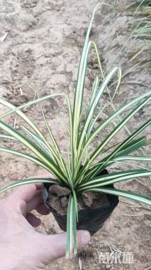 高度20厘米金叶苔草